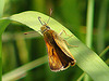 200900625 04001DSCw [D~MI] Rostfarbiger Dickkopffalter (Ochlodes sylvanus), Großes Torfmoor, Hille