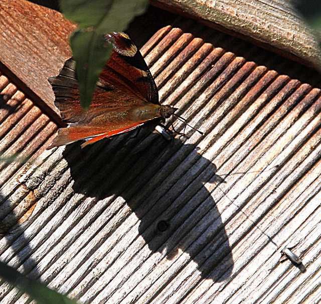 20090926 0814Aw [D~LIP] Tagpfauenauge (Inachis io), Bad Salzuflen