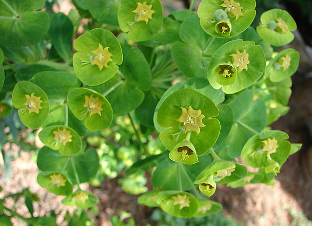 20060531 0341DSCw [D~LIP] Wolfsmilch (Euphorbia characias), Bad Salzuflen