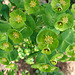 20060531 0341DSCw [D~LIP] Wolfsmilch (Euphorbia characias), Bad Salzuflen