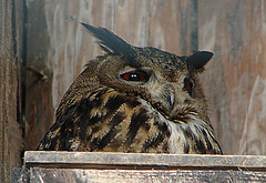 20090527 0108DSCw [D-LIP] Uhu (Bubo bubo), Detmold