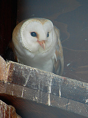 20090527 0151DSCw [D-LIP] Schleiereule (Tyto alba), Detmold