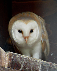 20090527 0152DSCw [D-LIP] Schleiereule (Tyto alba), Detmold