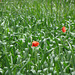 Mohn