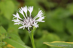 Flower or weed? Cornflower maybe?