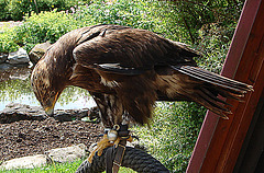 20090527 0078DSCw [D-LIP] Steppenadler (Aquila rapax), Detmold