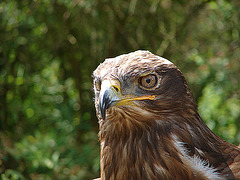 20090527 0079DSCw [D-LIP] Steppenadler (Aquila rapax), Detmold