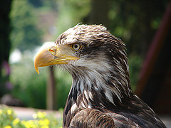 20090527 0080DSCw [D-LIP] Weißkopfseeadler (Haliaeetus leucocephalus), Detmold