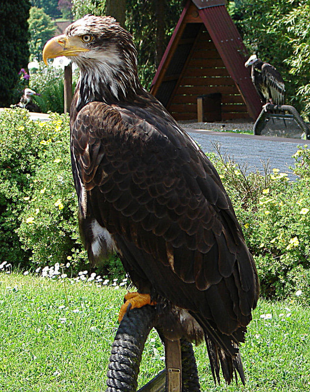 20090527 0081DSCw* [D-LIP] Weißkopfseeadler (Haliaeetus luecocephalus), Detmold