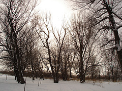 Randonnée en raquettes - Snowshoes run /  Hometown - Dans ma ville.  Hiver 2008