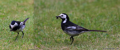 Any Birders out there who can identify this morning's new visitor?