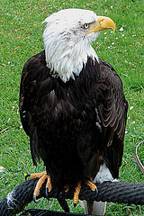 20090527 0091DSCw [D-LIP] Schreiseeadler (Haliaeetus vocifer)