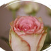 bouton de rose