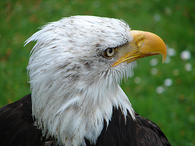 20090527 0092DSCw [D-LIP] Schreiseeadler (Haliaeetus vocifer)