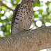 Mauritianischer Falke