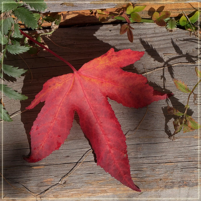 Liquidambar