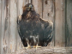 20090527 0105DSCw [D-LIP] Steinadler (Aquila crysaetos)