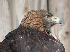 20090527 0106DSCw [D-LIP] Steinadler (Aquila chrysaetos)