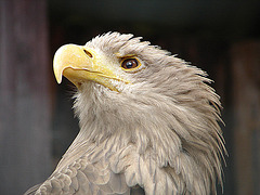 20090527 0111DSCw [D-LIP] Seeadler (Haliaeetus albicilla)