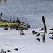 20090813 0077Aw [D~MI] Kiebitz (Vanellus vanellus), Großes Torfmoor, Hille