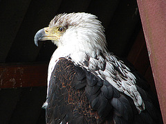 20090527 0142DSCw [D-LIP] Schreiseeadler (Haliaeetus vocifer)