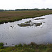 20090813 0121aw Großes Torfmoor