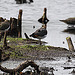 20090813 0127Aw [D~MI] Kiebitz (Vanellus vanellus), Großes Torfmoor, Hille