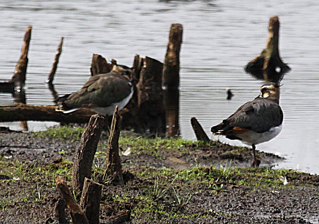 20090813 0128Aw [D~MI] Kiebitz (Vanellus vanellus), Großes Torfmoor, Hille