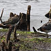 20090813 0128Aw [D~MI] Kiebitz (Vanellus vanellus), Großes Torfmoor, Hille