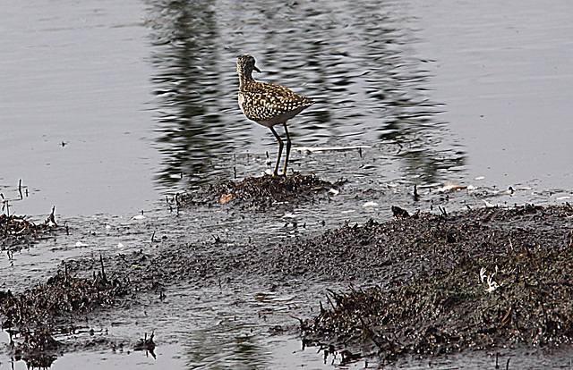 20090813 0135Aaw [D~MI] Bruchwasserläufer (Tringa glareola), Großes Torfmoor, Hille