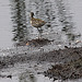 20090813 0135Aaw [D~MI] Bruchwasserläufer (Tringa glareola), Großes Torfmoor, Hille