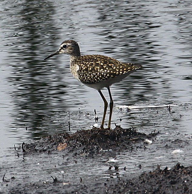 20090813 0137Aw [D~MI] Bruchwasserläufer (Tringa glareola), Grüßes Torfmoor, Hille