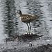 20090813 0137Aw [D~MI] Bruchwasserläufer (Tringa glareola), Grüßes Torfmoor, Hille