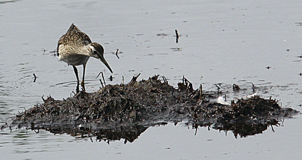 20090813 0138Aw [D~MI] Bruchwasserläufers (Tringa glareola), Großes Torfmoor, Hille