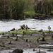 20090813 0123Aw [D~MI] Kiebitz (Vanellus vanellus), Großes Torfmoor, Hille