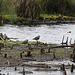 20090813 0124Aw [D~MI] Kiebitz (Vanellus vanellus), Großes Torfmoor, Hille