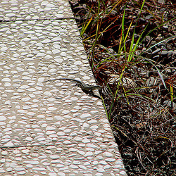 20050913 006DSCw [I] Mauereidechse (Podarcis muralis), Marina di Massa, Toscana