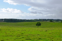 Lonely Tree