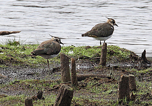 20090813 0124Aw² [D~MI] Kiebitz (Vanellus vanellus), Großes Torfmoor, Hille