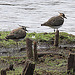 20090813 0124Aw² [D~MI] Kiebitz (Vanellus vanellus), Großes Torfmoor, Hille