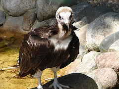 20090527 0127DSCw [D-LIP] Kappengeier (Necrosyrtes monachus)