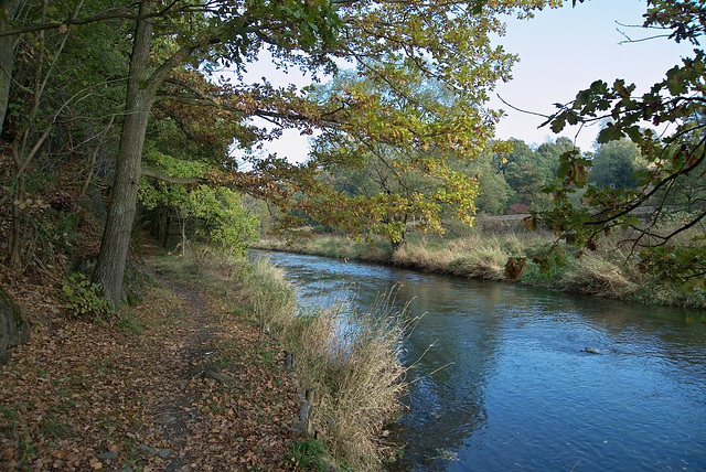 Herbst, weiße Elster