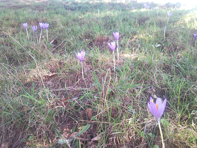 Florecillas silvestres.