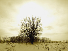 Randonnée en raquettes - Snowshoe run/  Hometown - Dans ma ville.  Hiver 2008 -Sepia