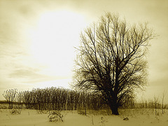 Randonnée en raquettes - Snowshoe run/  Hometown - Dans ma ville.  Hiver 2008 - Sepia