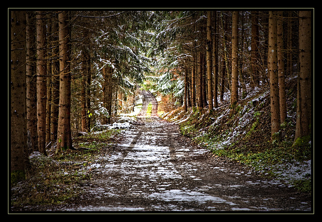 on the road through the wood