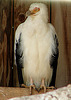20090527 0132DSCw [D-LIP] Palmgeier (Gypohierax angolensis), Detmold