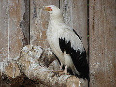 20090527 0135DSCw [D-LIP] Palmgeier (Gypohierax angolensis)