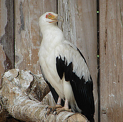 20090527 0136DSCw [D-LIP] Palmgeier (Gypohierax angolensis)