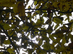 Sonnenstrahlen im Laubwerk